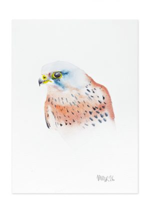 Kestrel
