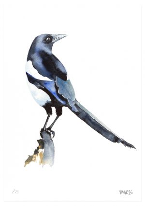 Magpie