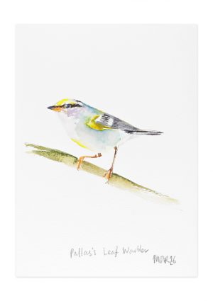 Pallas's Leaf Warbler