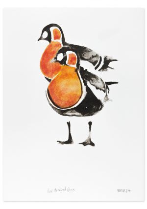 Red breasted Geese