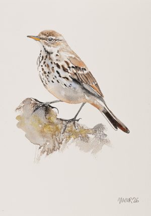 Water Pipit