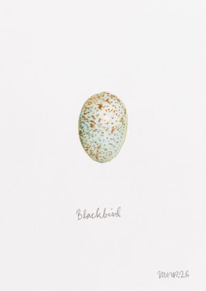 Blackbird Egg