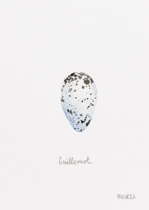Guillemot Egg