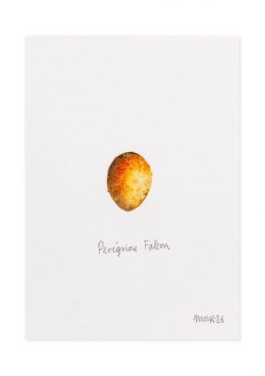 Peregrine Falcon Egg
