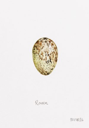 Raven Egg