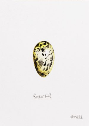 Razor Bill Egg