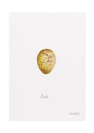 Rook Egg