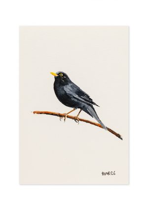 Blackbird 5