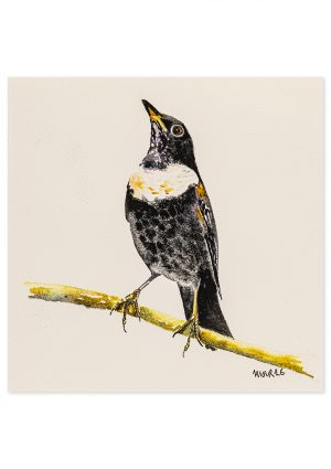 Ring Ouzel