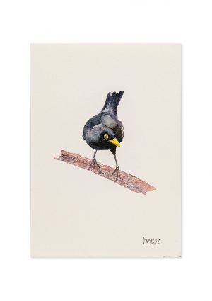 Blackbird 1