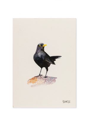 Blackbird 2