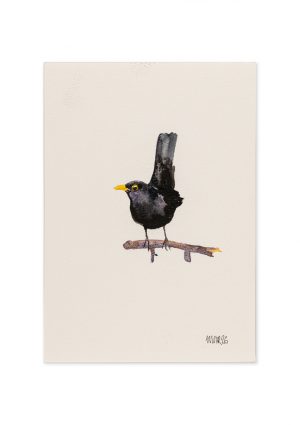 Blackbird 3