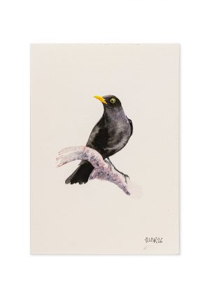 Blackbird 4