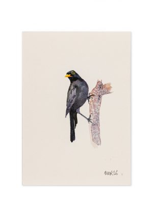 Blackbird 5