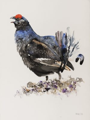 Black Grouse (Studio Painting – Sky Arts)