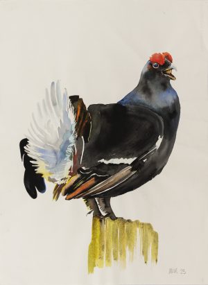 Black Grouse (Production Study – Sky Arts)