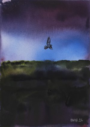 Nightjar over Marshes