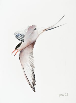 Common Tern