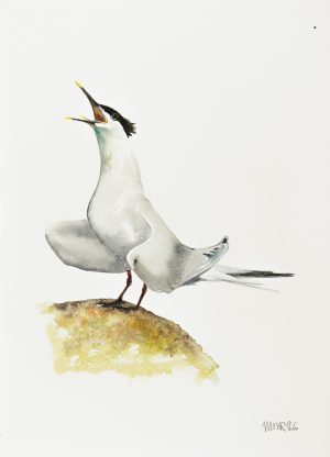 Sandwhich Tern