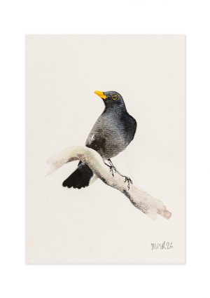 Blackbird II