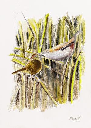 Cettis Warblers