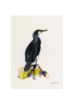 Cormorant