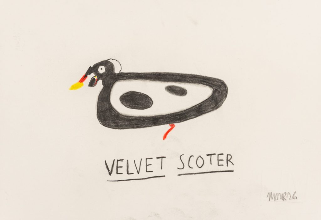 Velvet Scoter I