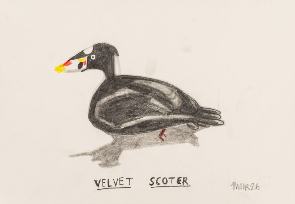 Velvet Scoter II